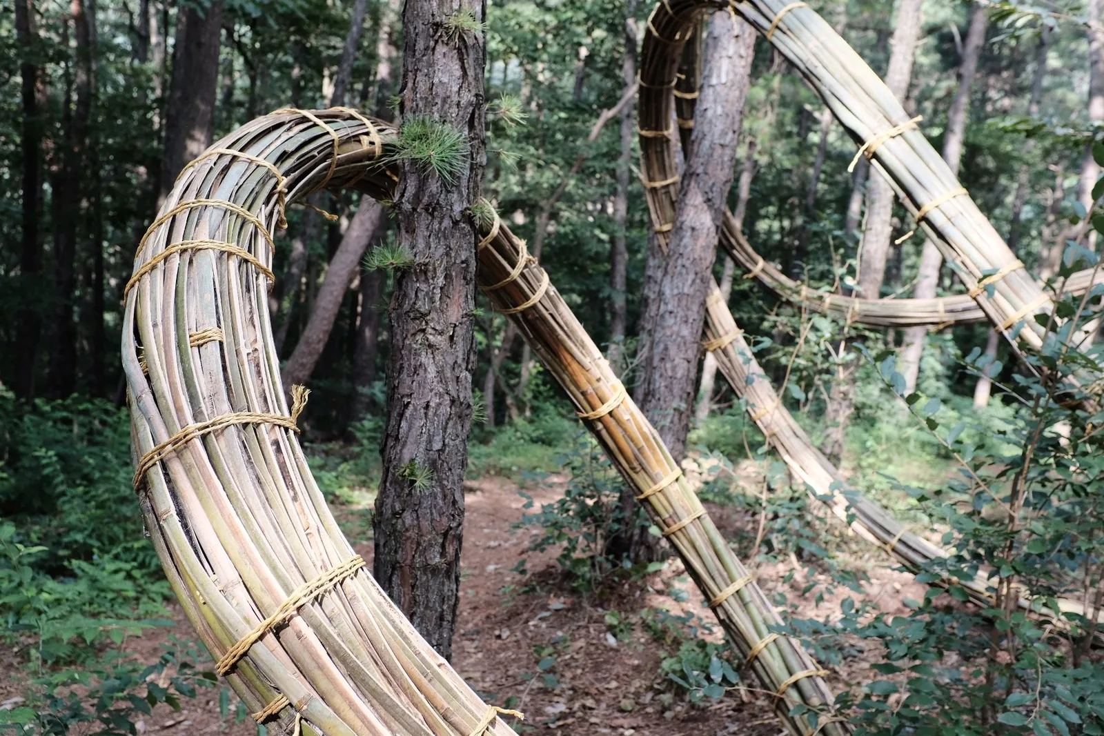Continuous Line VIII (bamboo), Geumgang Nature Art Biennale, Yeonmisan Art Park, Gongju, South Korea, view 2