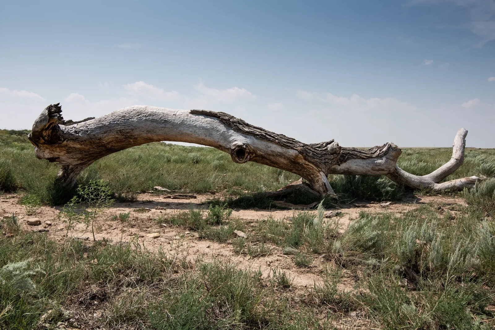 A weathered fallen cottonwood trunk arching over dry ground on the prairie