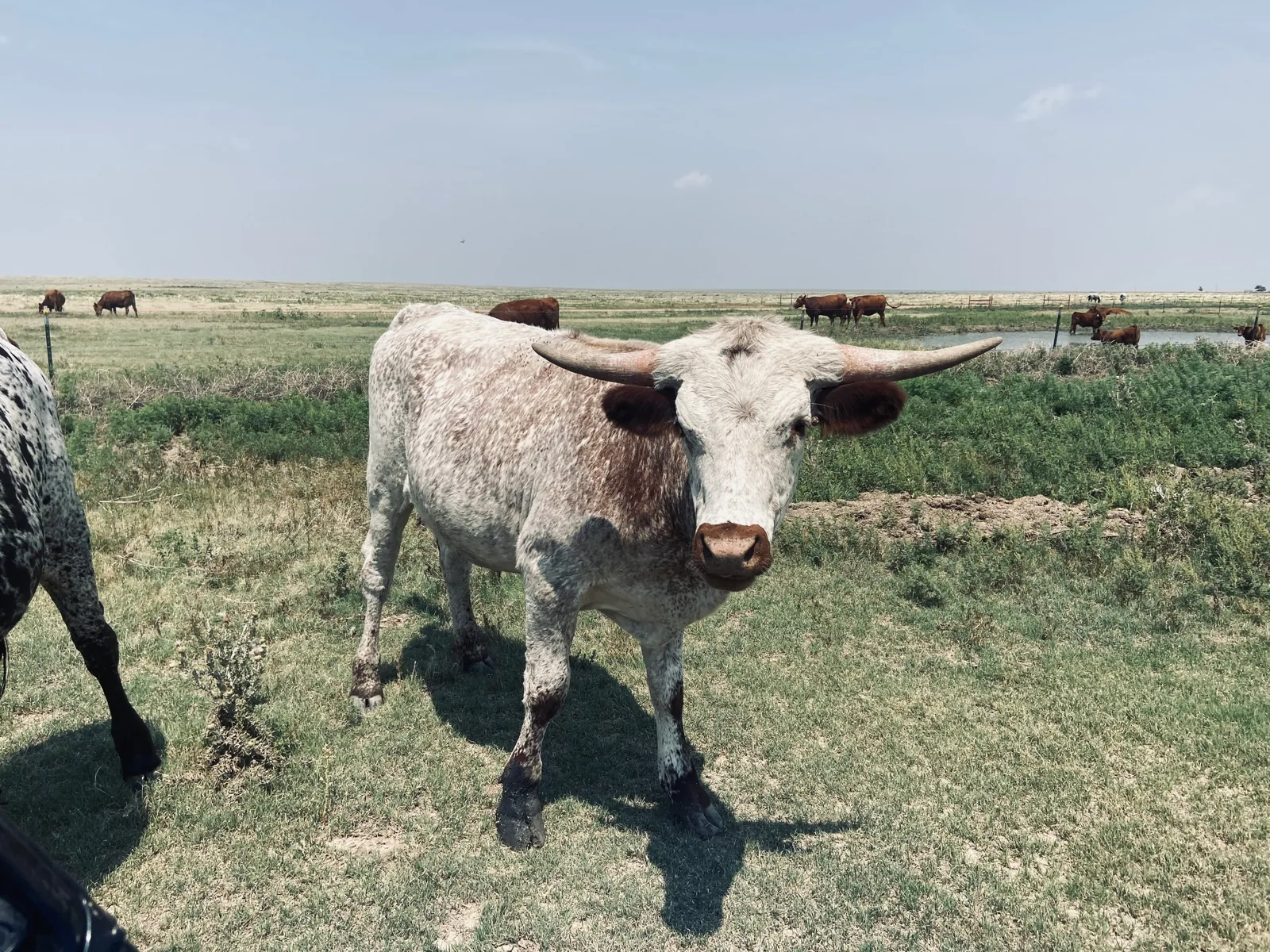 A longhorn steer staring at the camera in a pasture with other cattle behind it