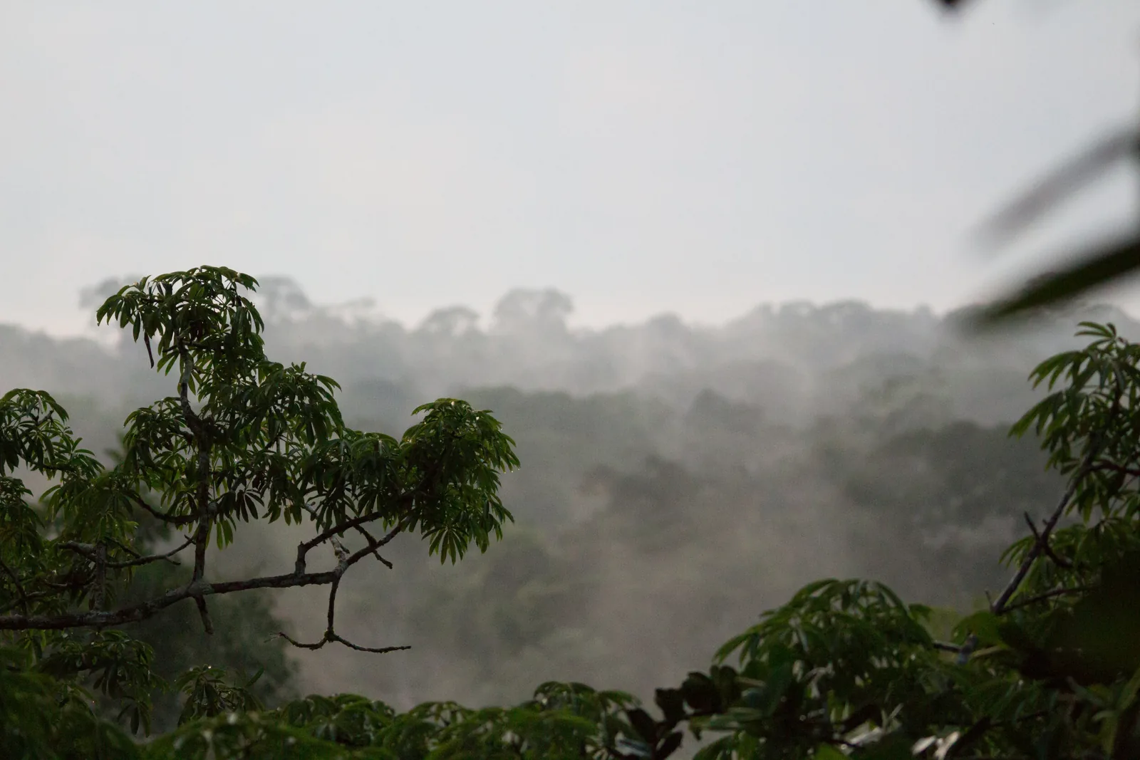 Ecuadorian Amazon, Shiripuno River and Yasuní, Ecuador