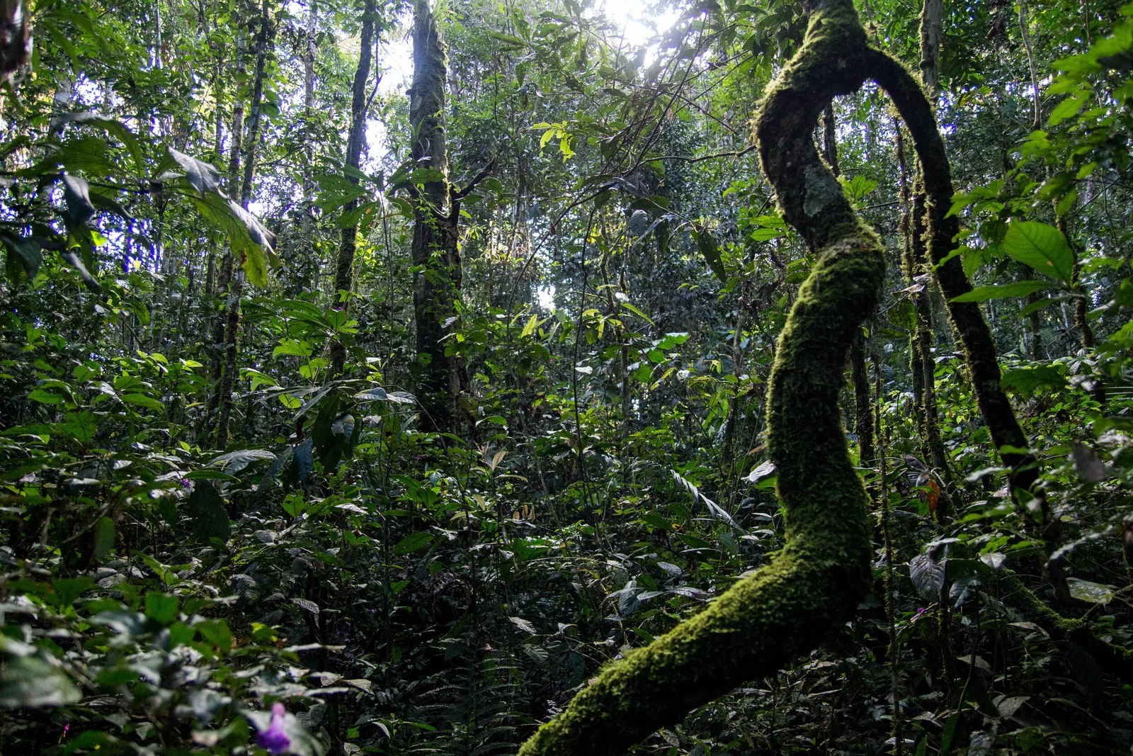 Ecuadorian Amazon, Shiripuno River and Yasuní, Ecuador, view 5