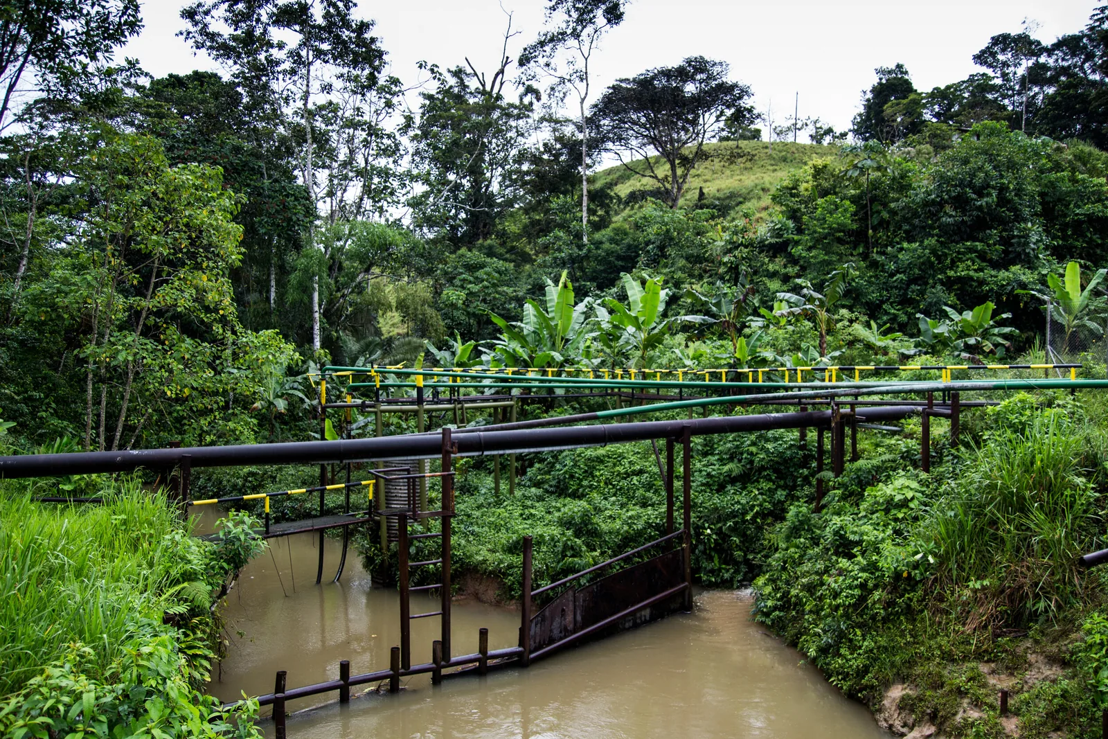 Ecuadorian Amazon, Shiripuno River and Yasuní, Ecuador, view 9