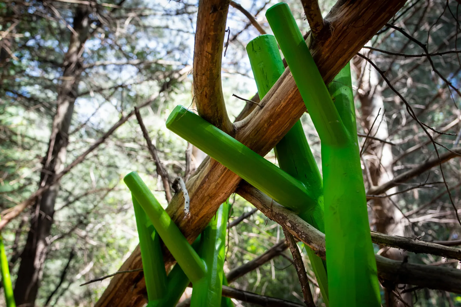 Limb Support, Art on the Trails, Beals Preserve, Southborough, MA