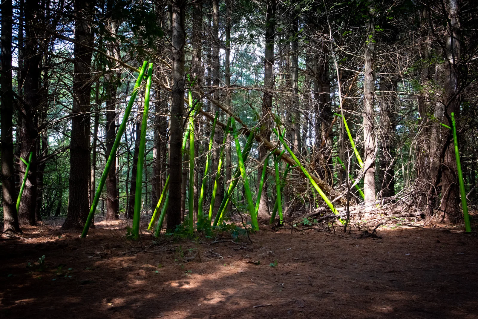 Limb Support, Art on the Trails, Beals Preserve, Southborough, MA, view 2