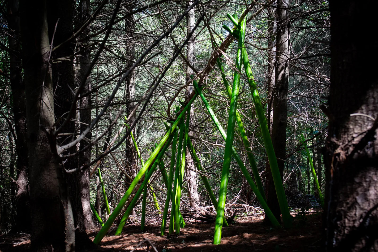 Limb Support, Art on the Trails, Beals Preserve, Southborough, MA, view 3